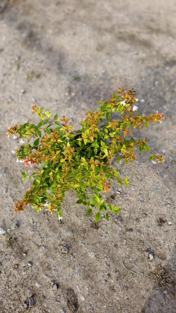 Abelia (Abelia × grandiflora)