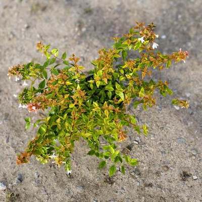 Abelia (Abelia × grandiflora)