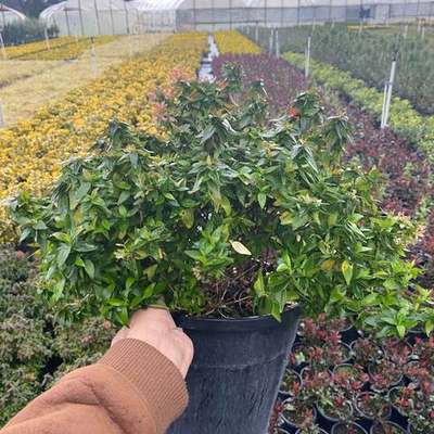 Abelia 2