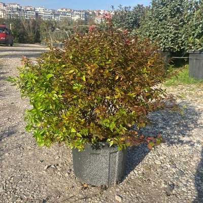 Abelia 3