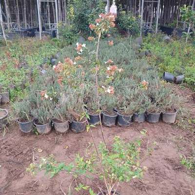 Abelia 4