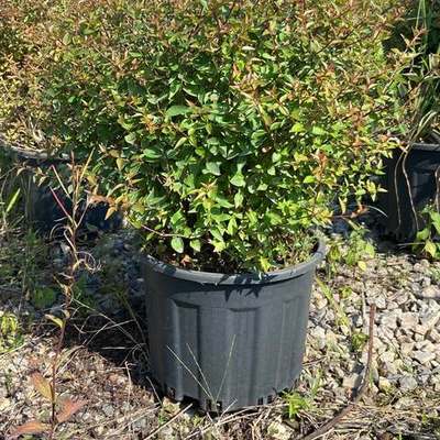 Abelia 5