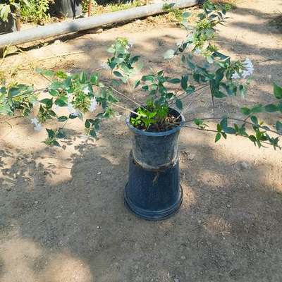 Abelia 6