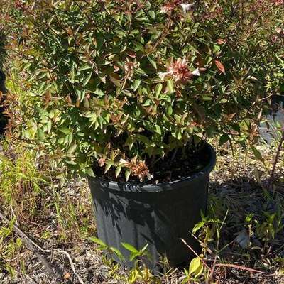 Abelia 7