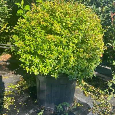 Abelia 8