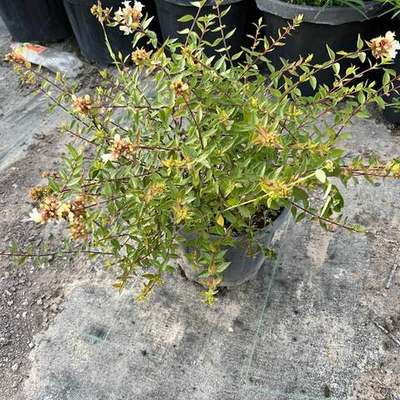 Abelia 9