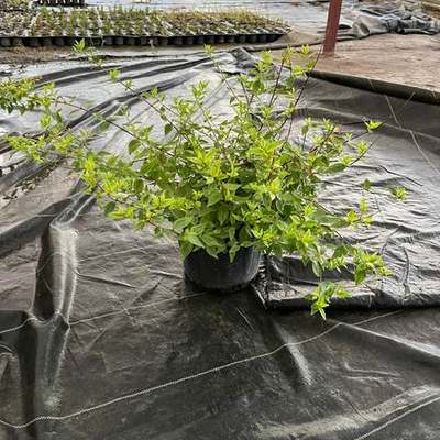 Abelia 10