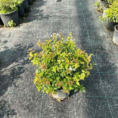 Abelia 11