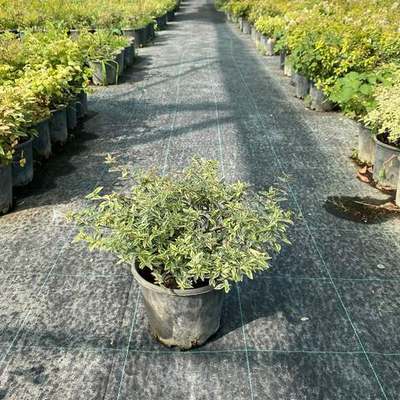 Abelia 12