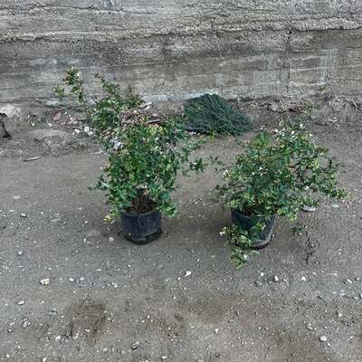 Abelia 13