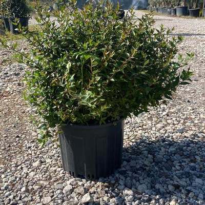Abelia 14