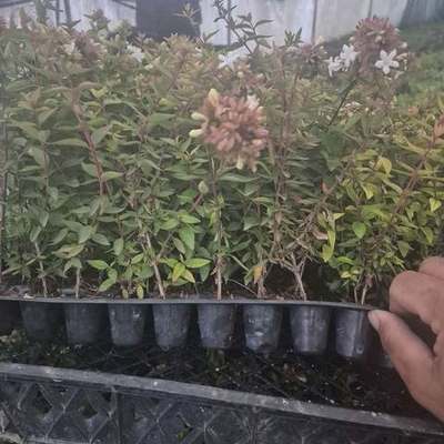 Abelia 15