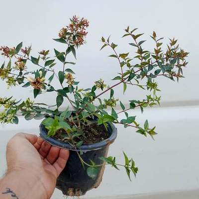 Abelia 16