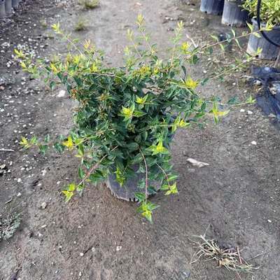 Abelia 17