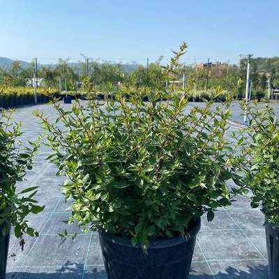 Abelia 18