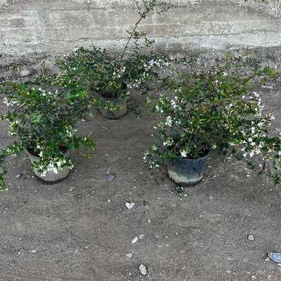 Abelia 19