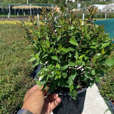 Abelia 20