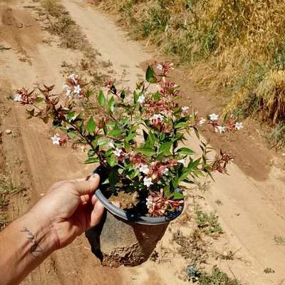 Abelia 21