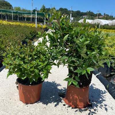 Abelia 22