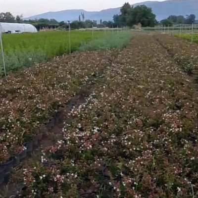 Abelia 23