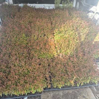 Abelia 24