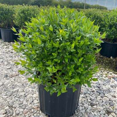 Abelia 25