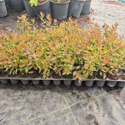 Abelia 27