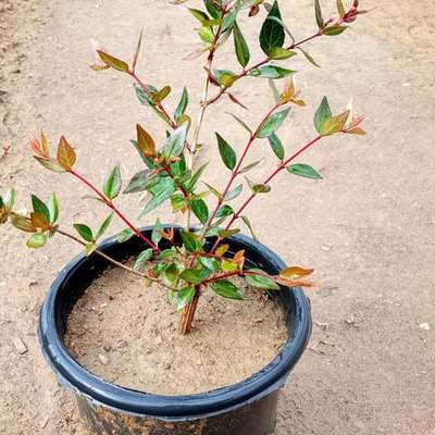 Abelia 28