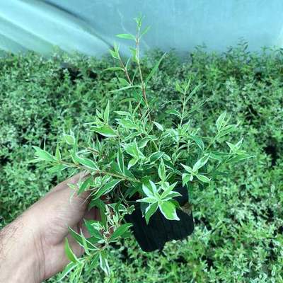 Abelia 29