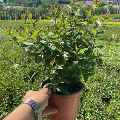 Abelia 30