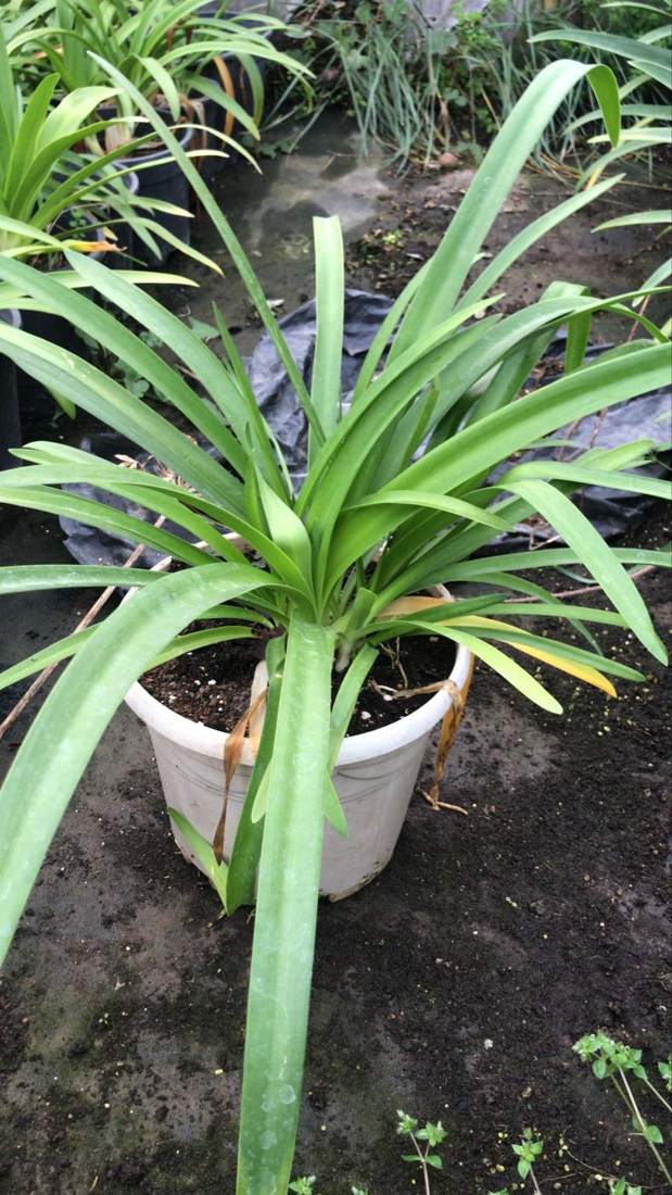 Agapanthus (Lily of the Nile) (Agapanthus africanus)