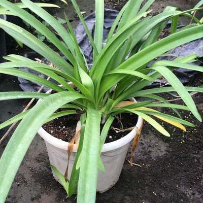 Agapanthus (Lily of the Nile) (Agapanthus africanus)