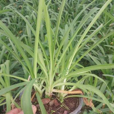 Agapanthus (Lily of the Nile) 2