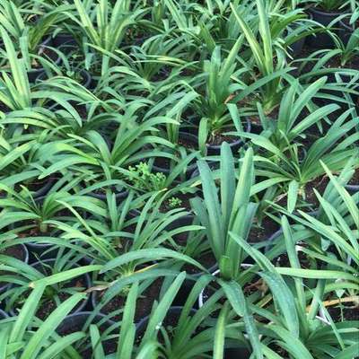 Agapanthus (Lily of the Nile) 3