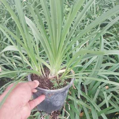 Agapanthus (Lily of the Nile) 4