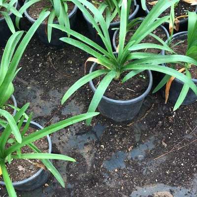 Agapanthus (Lily of the Nile) 5