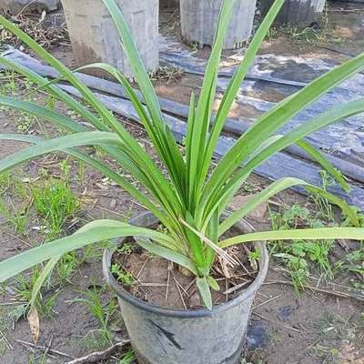 Agapanthus (Lily of the Nile) 6