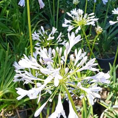 Agapanthus (Lily of the Nile) 7