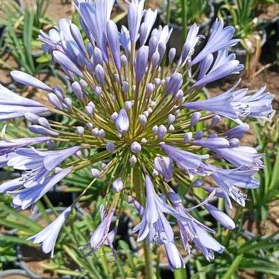 Agapanthus (Lily of the Nile) 9