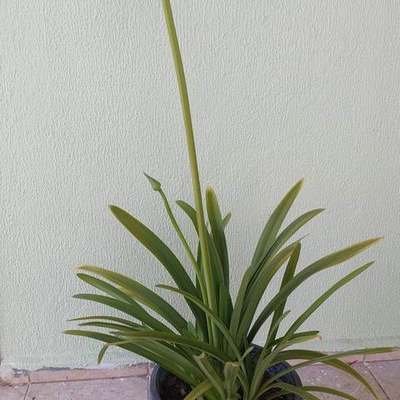 Agapanthus (Lily of the Nile) 10