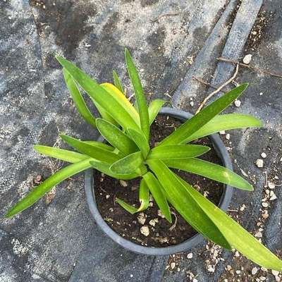 Agapanthus (Lily of the Nile) 11
