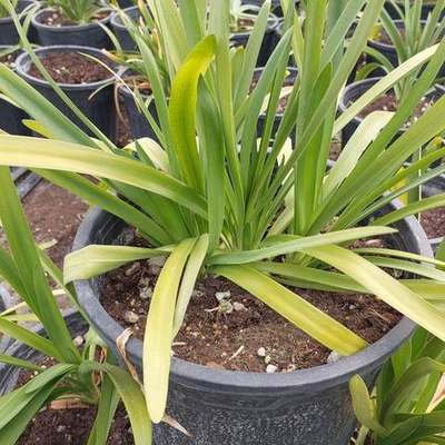 Agapanthus (Lily of the Nile) 12