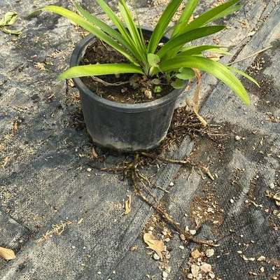 Agapanthus (Lily of the Nile) 13