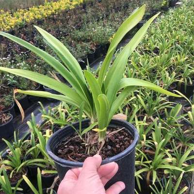 Agapanthus (Lily of the Nile) 14