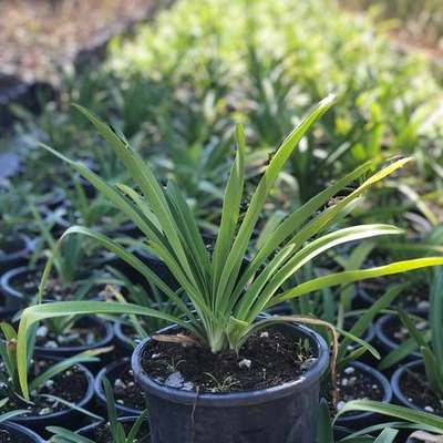Agapanthus (Lily of the Nile) 15