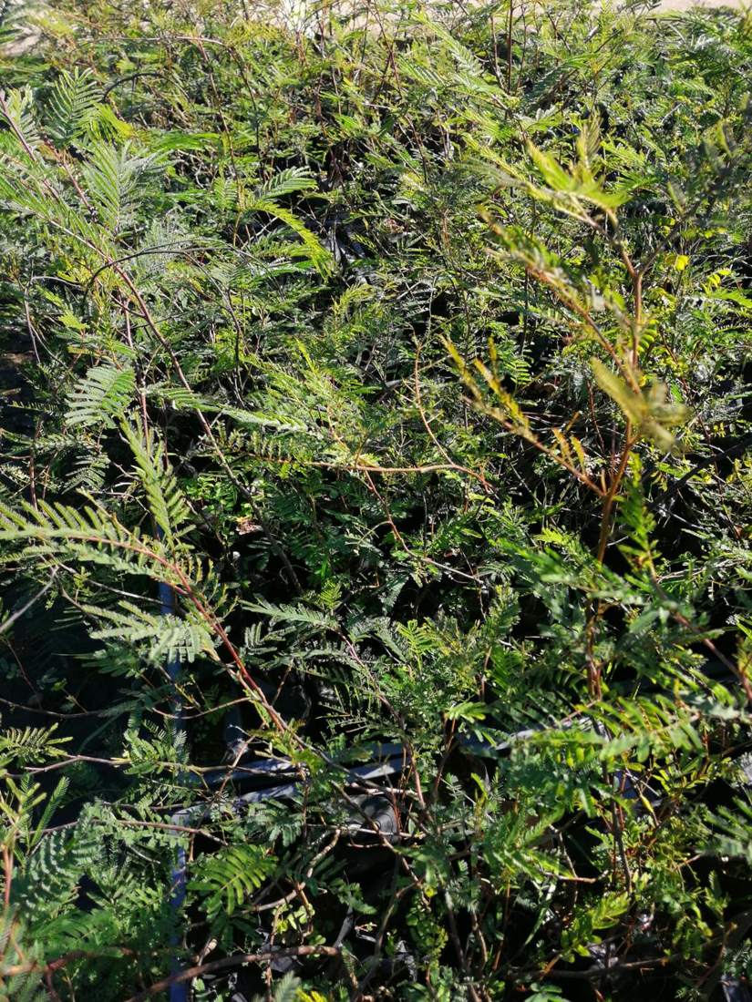 Acacia & Mimosa (Acacia dealbata, Robinia)