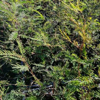 Acacia & Mimosa (Acacia dealbata, Robinia)