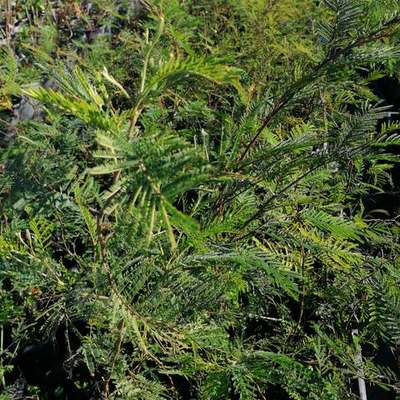 Acacia & Mimosa 3