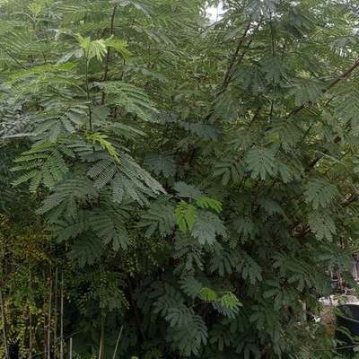 Acacia & Mimosa 4