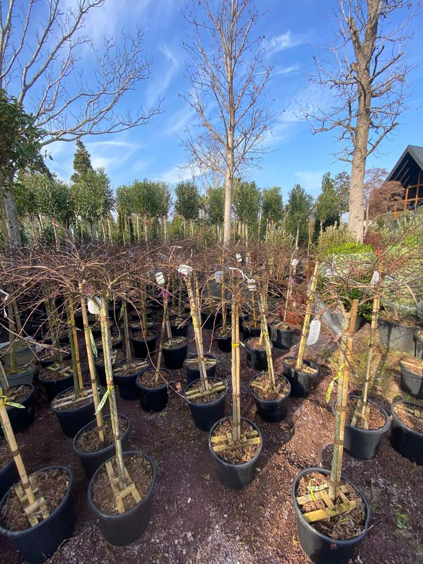 Maple (Acer palmatum, A. negundo, A. platanoides)